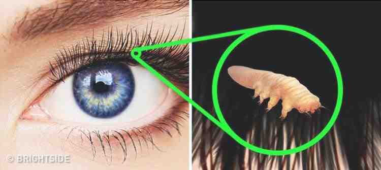 21 fatos surpreendentes sobre o corpo humano que não sabíamos