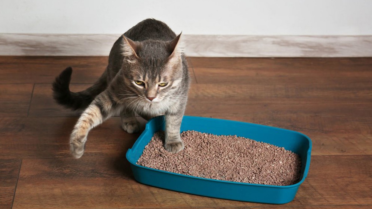 Caixa de areia de gato