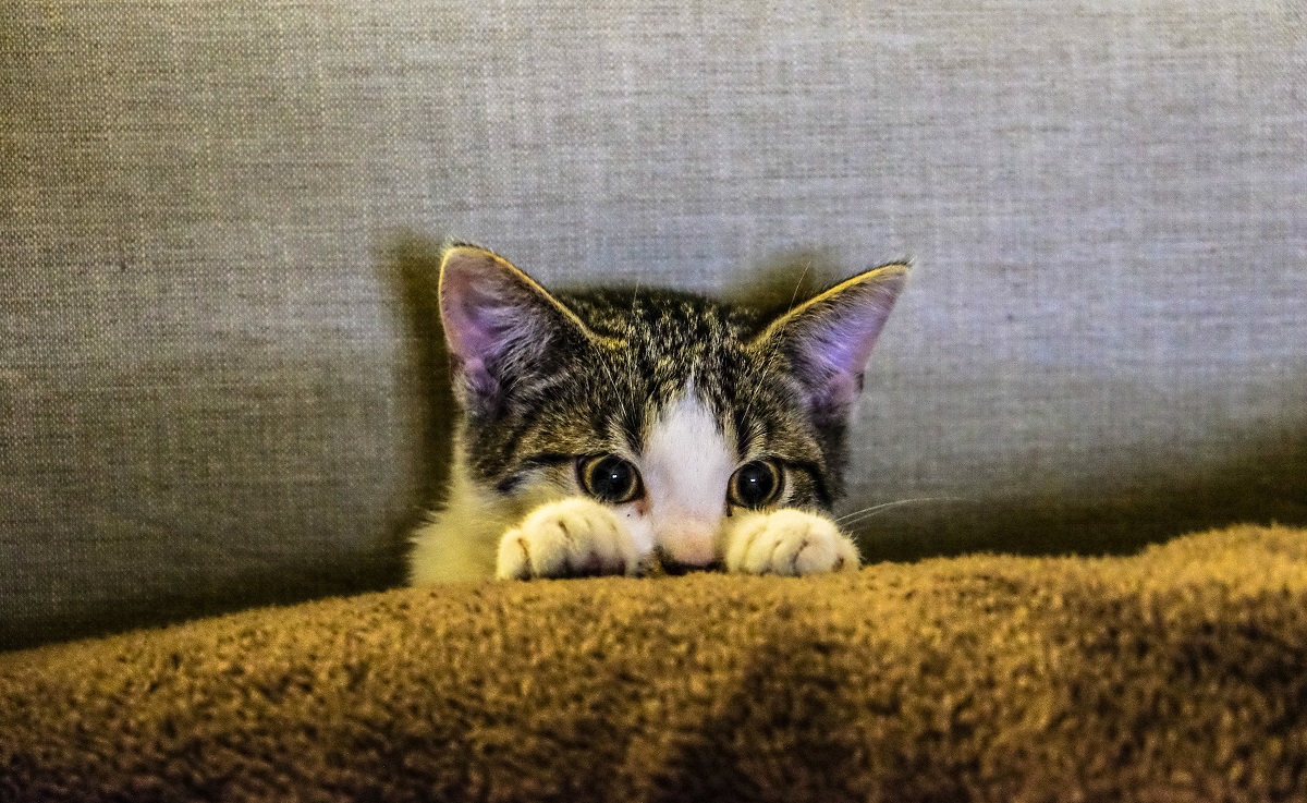 Gato atrás do sofá