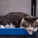 Gato na caixa de areia